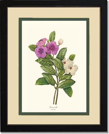 Periwinkle | Flower/Floral Art Print