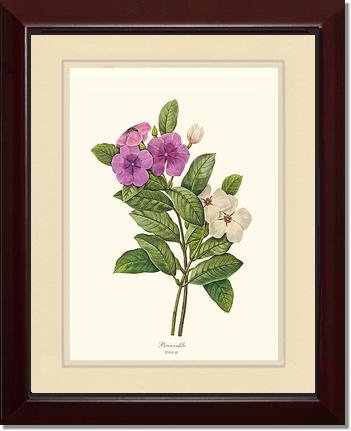 Periwinkle | Flower/Floral Art Print