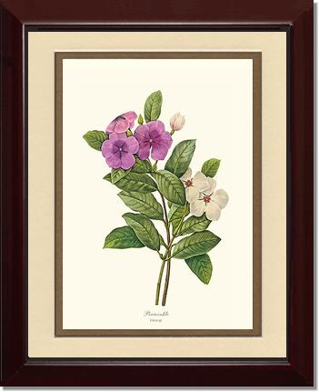 Periwinkle | Flower/Floral Art Print