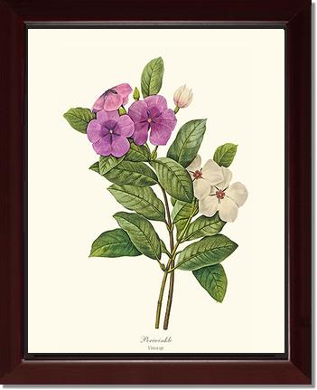 Periwinkle | Flower/Floral Art Print