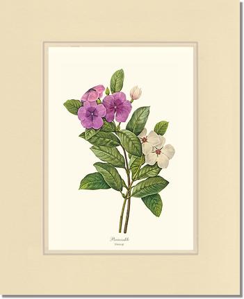 Periwinkle | Flower/Floral Art Print