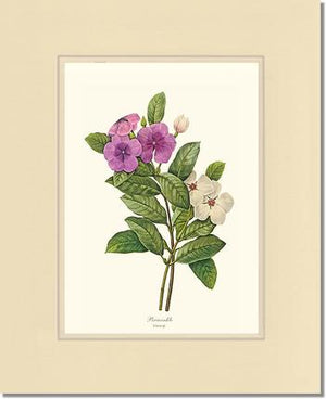 Periwinkle