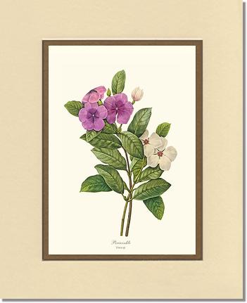 Periwinkle | Flower/Floral Art Print