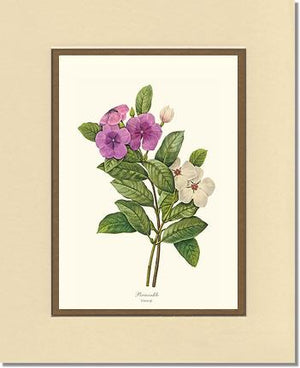 Periwinkle