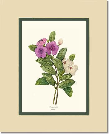 Periwinkle | Flower/Floral Art Print