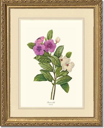 Periwinkle | Flower/Floral Art Print