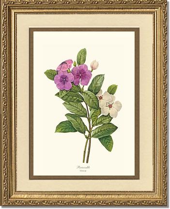 Periwinkle | Flower/Floral Art Print