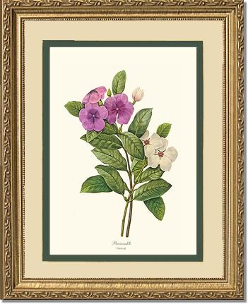 Periwinkle | Flower/Floral Art Print