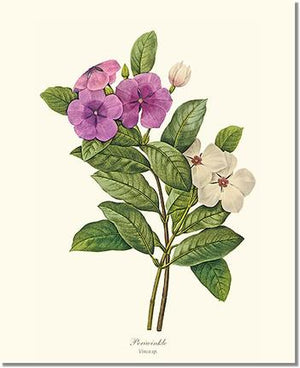 Flower Floral Print: Periwinkle