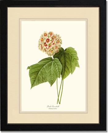 Viburnum Pink Snowball | Flower/Floral Art Print