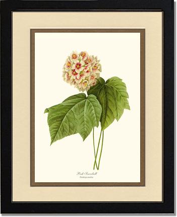 Viburnum Pink Snowball | Flower/Floral Art Print