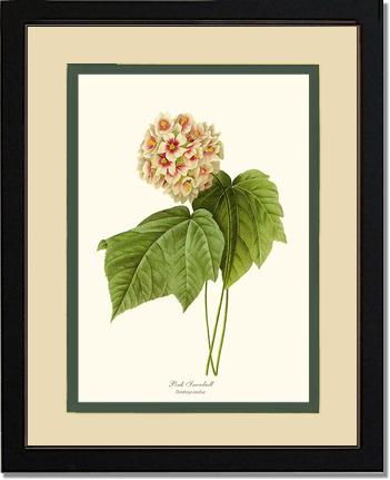 Viburnum Pink Snowball | Flower/Floral Art Print