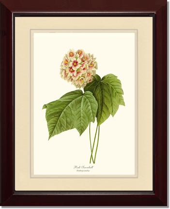Viburnum Pink Snowball | Flower/Floral Art Print
