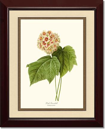 Viburnum Pink Snowball | Flower/Floral Art Print