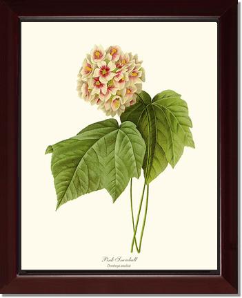 Viburnum Pink Snowball | Flower/Floral Art Print