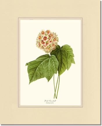 Viburnum Pink Snowball | Flower/Floral Art Print