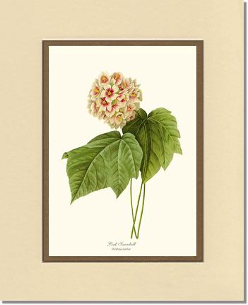 Viburnum Pink Snowball | Flower/Floral Art Print