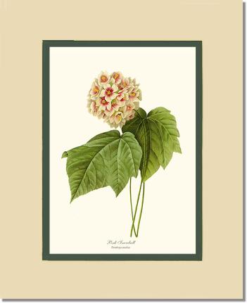 Viburnum Pink Snowball | Flower/Floral Art Print