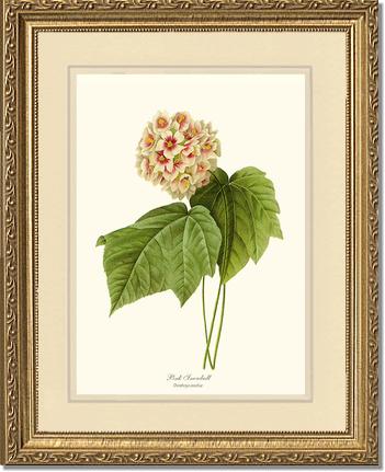Viburnum Pink Snowball | Flower/Floral Art Print