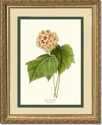 Viburnum Pink Snowball | Flower/Floral Art Print