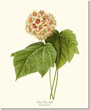 Flower Floral Print: Viburnum  Pink Snowball