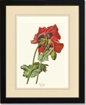 Poppy | Flower/Floral Art Print