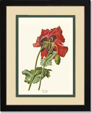 Poppy | Flower/Floral Art Print