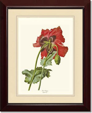 Poppy | Flower/Floral Art Print