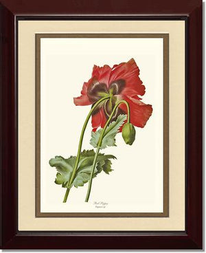 Poppy | Flower/Floral Art Print