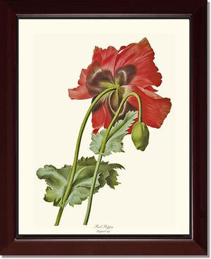 Poppy | Flower/Floral Art Print