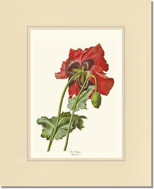 Poppy | Flower/Floral Art Print