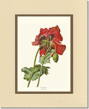 Poppy | Flower/Floral Art Print