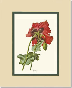 Poppy | Flower/Floral Art Print