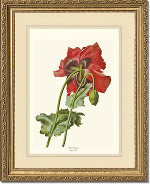 Poppy | Flower/Floral Art Print