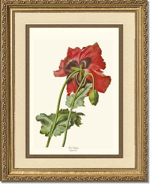 Poppy | Flower/Floral Art Print