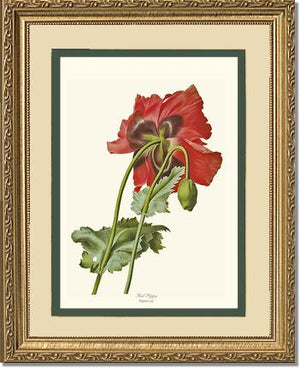 Poppy | Flower/Floral Art Print