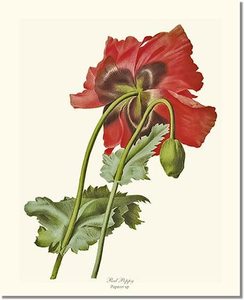 Flower Floral Print: Poppy