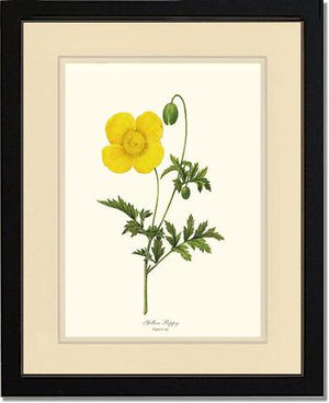 Poppy, Yellow | Flower/Floral Art Print