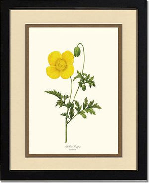 Poppy, Yellow | Flower/Floral Art Print