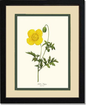 Poppy, Yellow | Flower/Floral Art Print