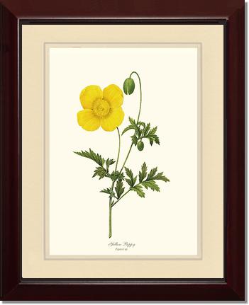 Poppy, Yellow | Flower/Floral Art Print