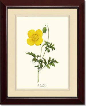 Poppy, Yellow | Flower/Floral Art Print