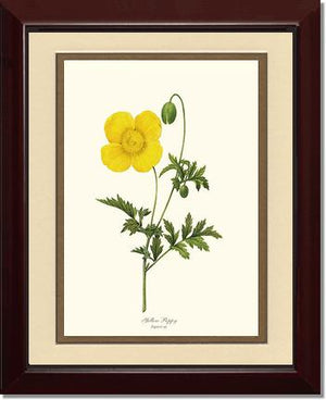 Poppy, Yellow | Flower/Floral Art Print