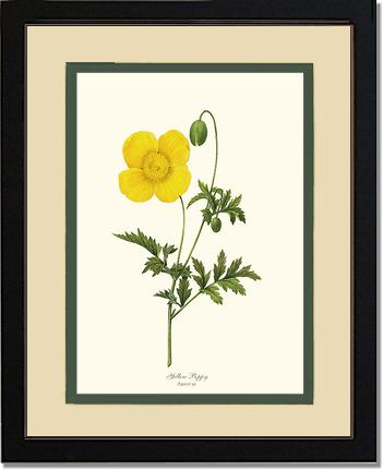 Poppy, Yellow | Flower/Floral Art Print