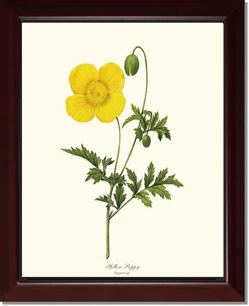 Poppy, Yellow | Flower/Floral Art Print