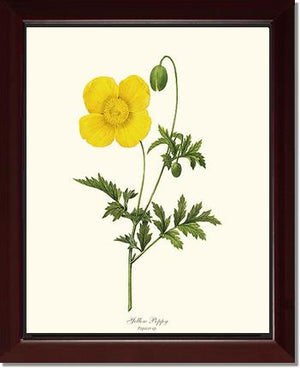 Poppy, Yellow | Flower/Floral Art Print