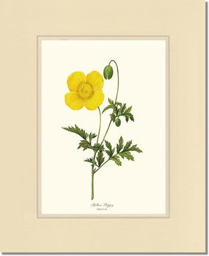 Poppy, Yellow | Flower/Floral Art Print