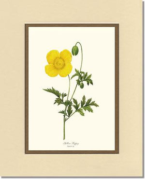 Poppy, Yellow | Flower/Floral Art Print
