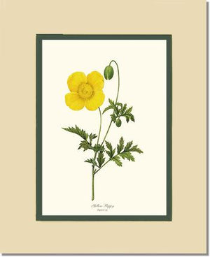 Poppy, Yellow | Flower/Floral Art Print