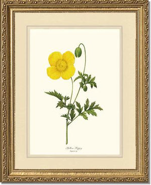 Poppy, Yellow | Flower/Floral Art Print